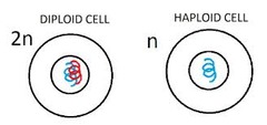 Diploid cells