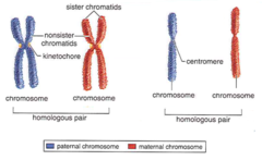 draw what a chromosome looks like during metaphase. identify the chromatids and the centromere.