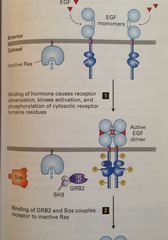 EGF receptor