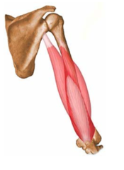 Elbow extension