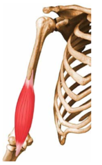 Elbow Flexion in pronated position