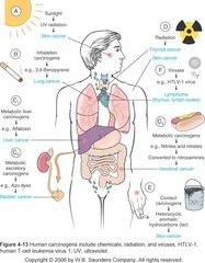 Elements in the Environment that Contribute to Cancer