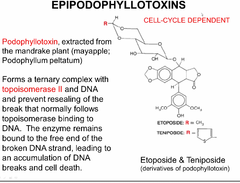 epipodophyllotoxins (ETOPOSIDE and TENIPOSIDE)