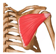 ER of shoulder (2)