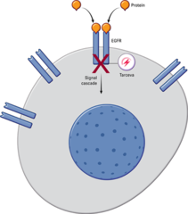 Erlotinib