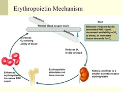 Erythropoietin