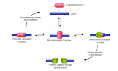 Etoposide