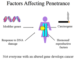 Factors affecting penetrance