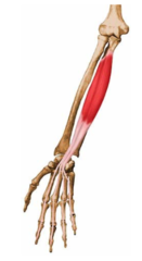 Flexion of IP of thumb