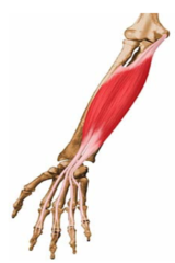 Flexion of PIP joints