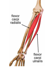 Flexion of wrist & UD