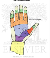 Flexor tendon anatomy