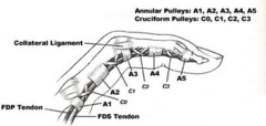 Flexor tendon pulleys: anatomy