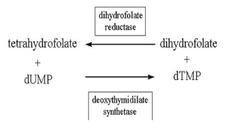 Folate action in DNA synthesis