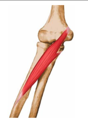 Forearm Pronation