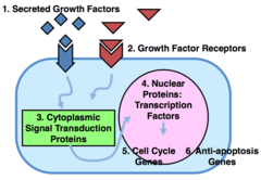 Functions of Cellular Proto-Oncogenes