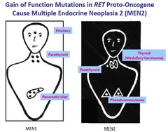 Gain of Function Mutations in RET Proto-Oncogene Cause Multiple Endocrine Neoplasia 2 (MEN2)