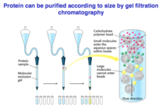 gel filtration chromatography purpose