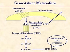 Gemcitabine