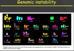 Genomic instability (my notes)