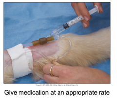 Giving an IV Injection Through an IV Administration Set Port (Cont'd-3)