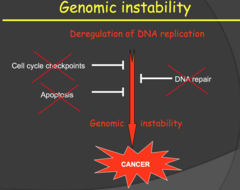 Hallmarks of cancer - Genomic instability (2015)
