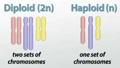 Haploid cells