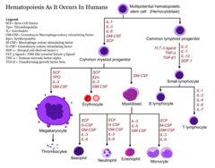 Hematopoietic growth factors