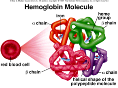 Hemoglobin