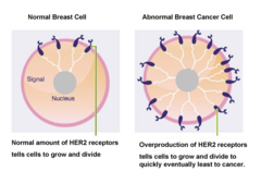 Her2 receptors