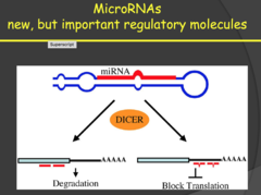 How do MicroRNAs prevent cancer?