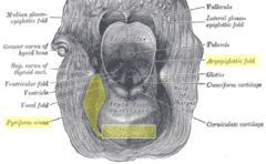 How far inferior is apex of pyriform sinus