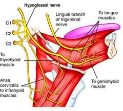 Hypoglossal nerve