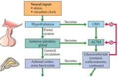 Hypothalamic-pituitary-adrenal axis (HPA axis)