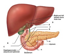 In response to insulin resistance, the pancreas initially _____.