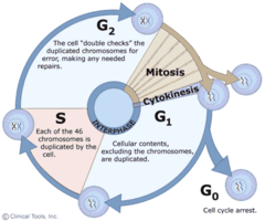 In what part of the cell cycle does DNA replication occur in?