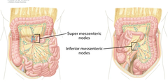 inf. mesenteric lymph nodes drain