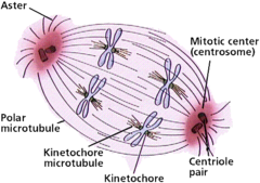 Kinetochore