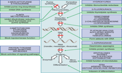 L-Asparaginase - Mechanism of action/clinical indications, pharmacokinetics and adverse effects