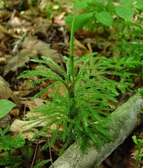 Lycopodium obscurum (or Dendrolycopodium obscurum - Lycopodiaceae)