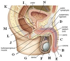 Male Anatomy A)Glans C)Corpus cavernosum D)Corpus spongiosum E)Urethral meatus F)Scrotum G)Epididymis  H)Testis K)Seminal vesicle L)Ejaculatory duct M)Prostate N)Bladder O)Spermatic cord