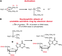 Mechanism of action of alkylating agents