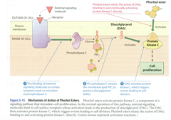 mechanism of action of phorbol esters