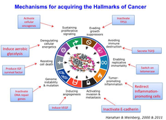 Mechanisms for acquiring the Hallmarks of Cancer