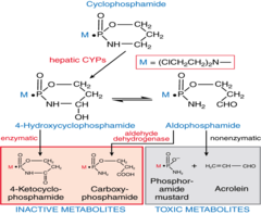 Metabolism of cyclophosphamide