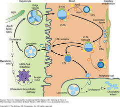 Metabolism of lipoproteins of hepatic origin