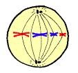 Metaphase picture and words