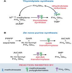 Methotrexate/mechanism of action