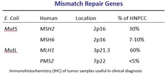 Mismatch Repair Genes in HNPCC (Lecture)