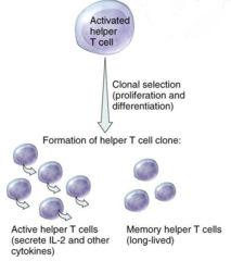 mitosis,clones,memory
